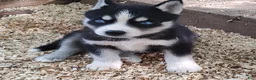 Siberian Husky dogs for sale: Sonya's male 5 - Ad 4