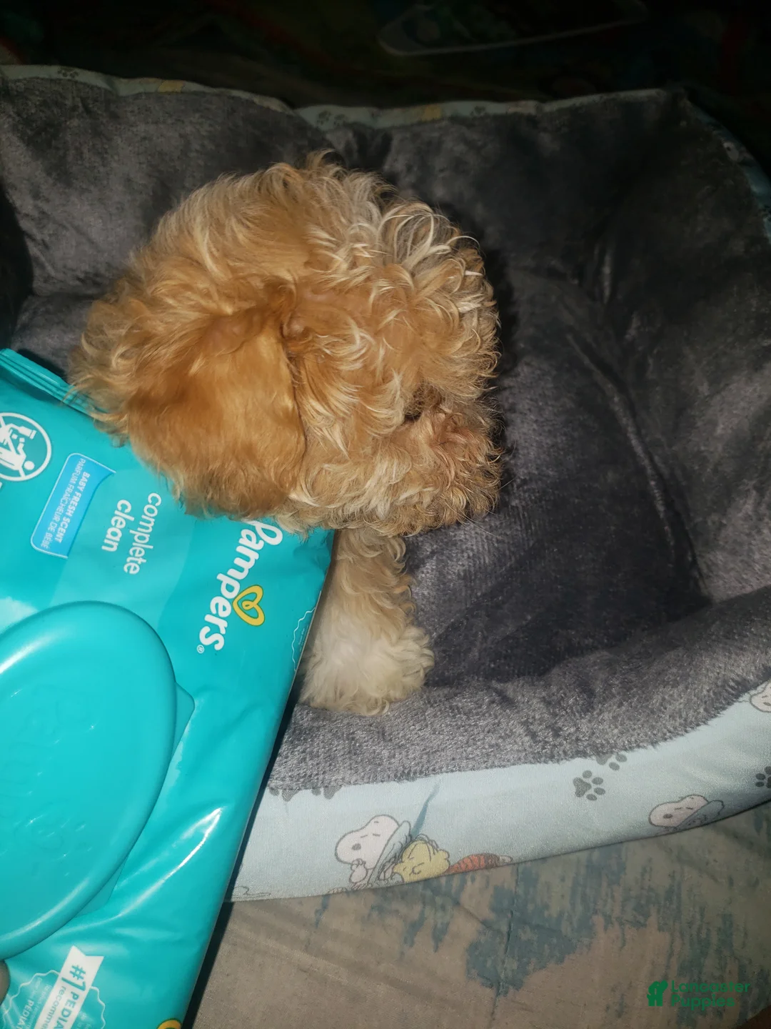 Cavapoo dogs for sale: Cavapoo 2 - Ad 2
