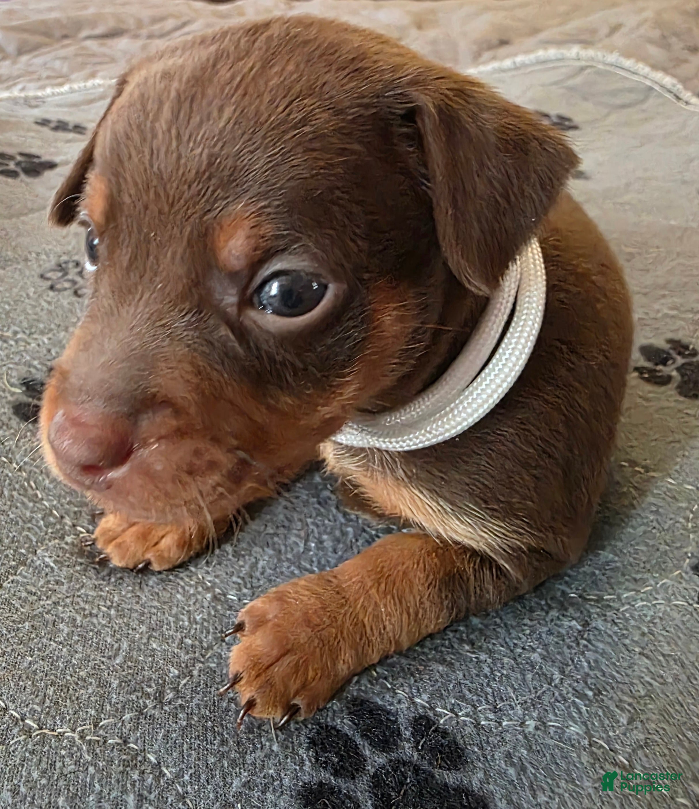 Miniature Pinscher dogs R-white - Ad 1