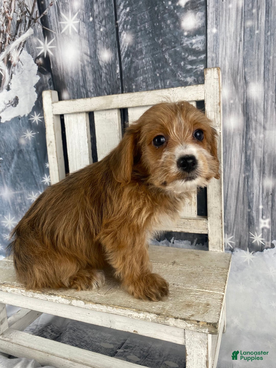 Yorkiepoo dogs for sale: Maisy - Ad 5