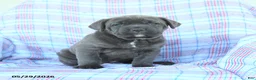 Cane Corso dogs for sale: Tammy - Ad 1