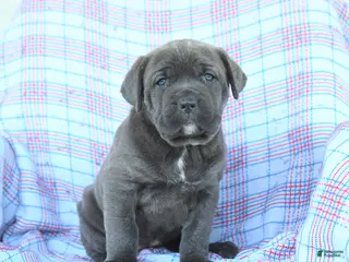 Cane Corso dogs for sale: Tammy - Ad 4