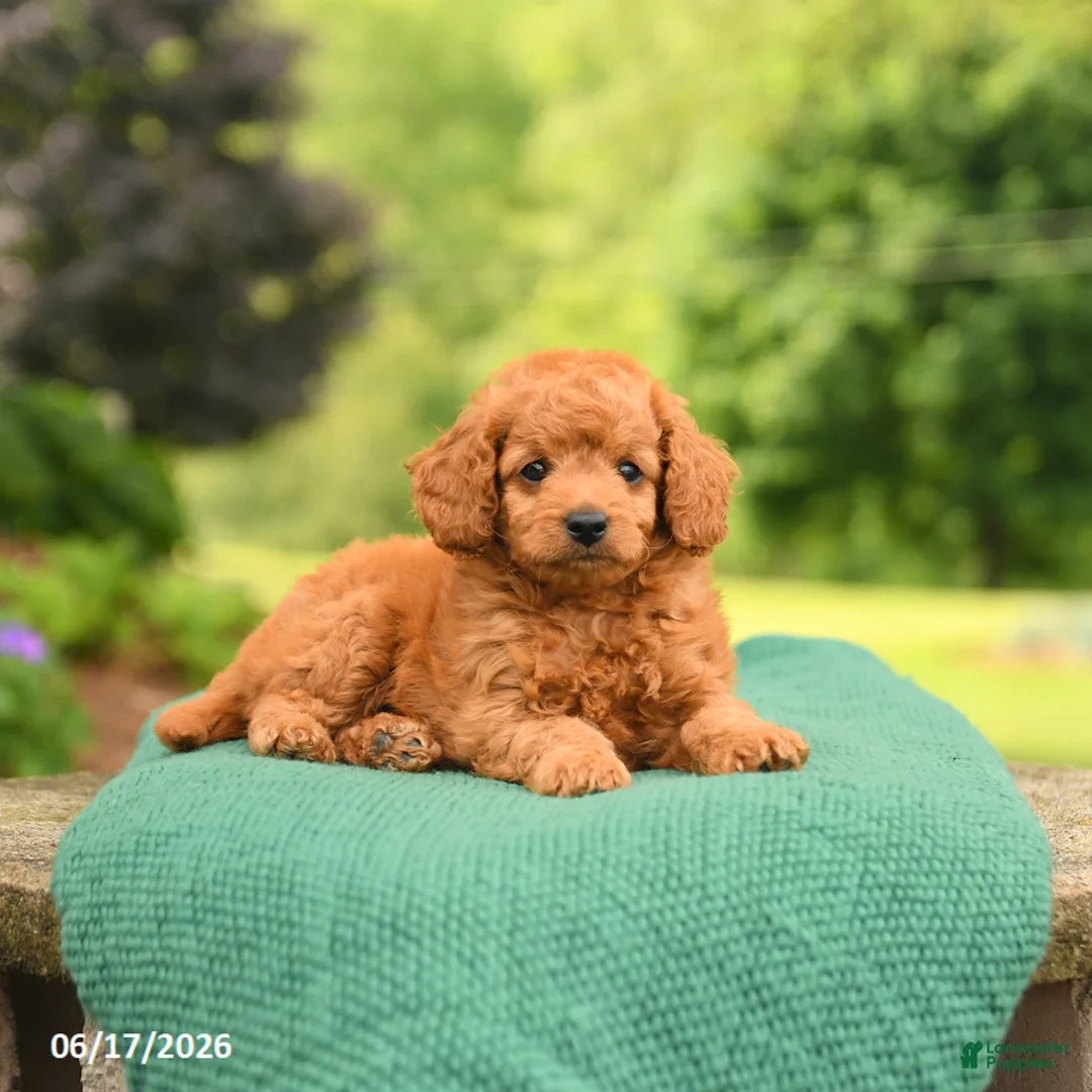 Mini Goldendoodle dogs for sale: Axel - Ad 2