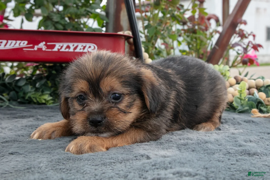 Morkie dogs for sale: Chucky - Ad 3