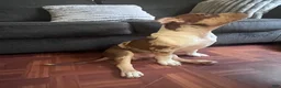 American Bully dogs for sale: American Bully 1 - Ad 5
