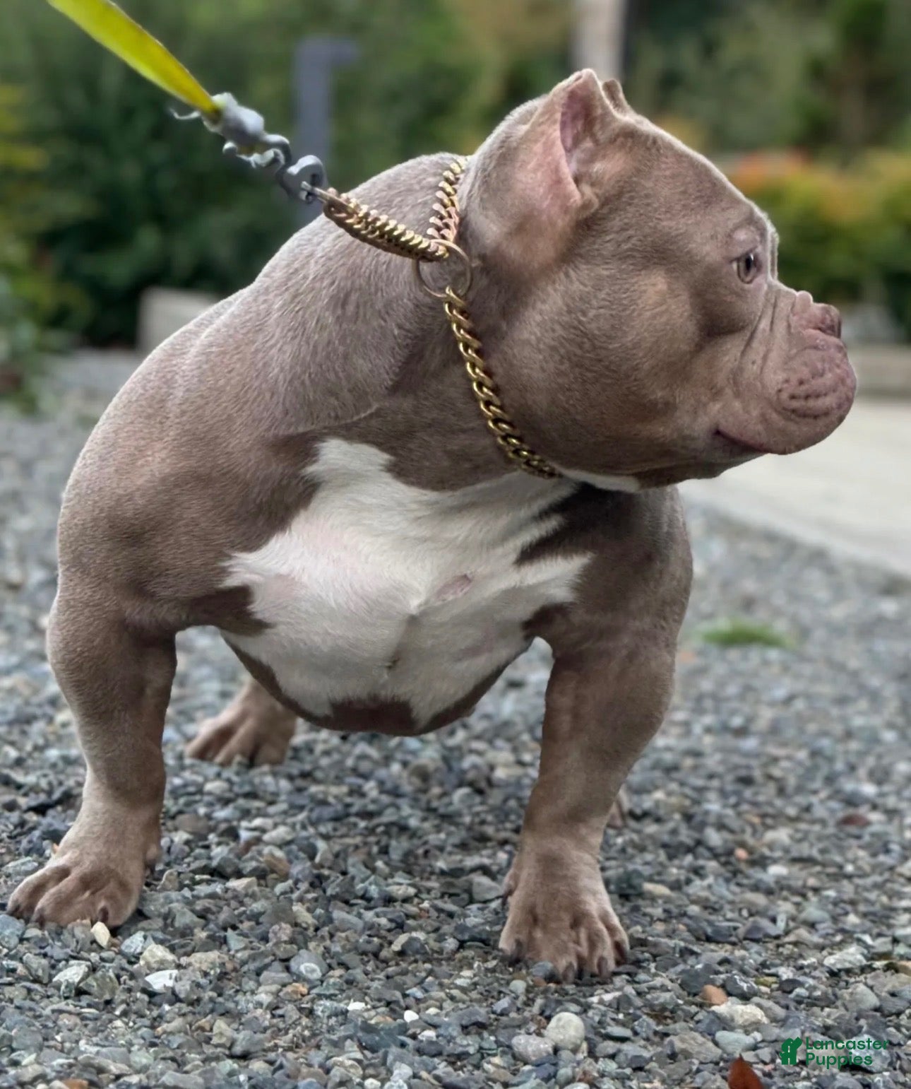 American Bully dogs KIYOMI - Ad 1