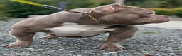 American Bully dogs for sale: American Bully 1 - Ad 3