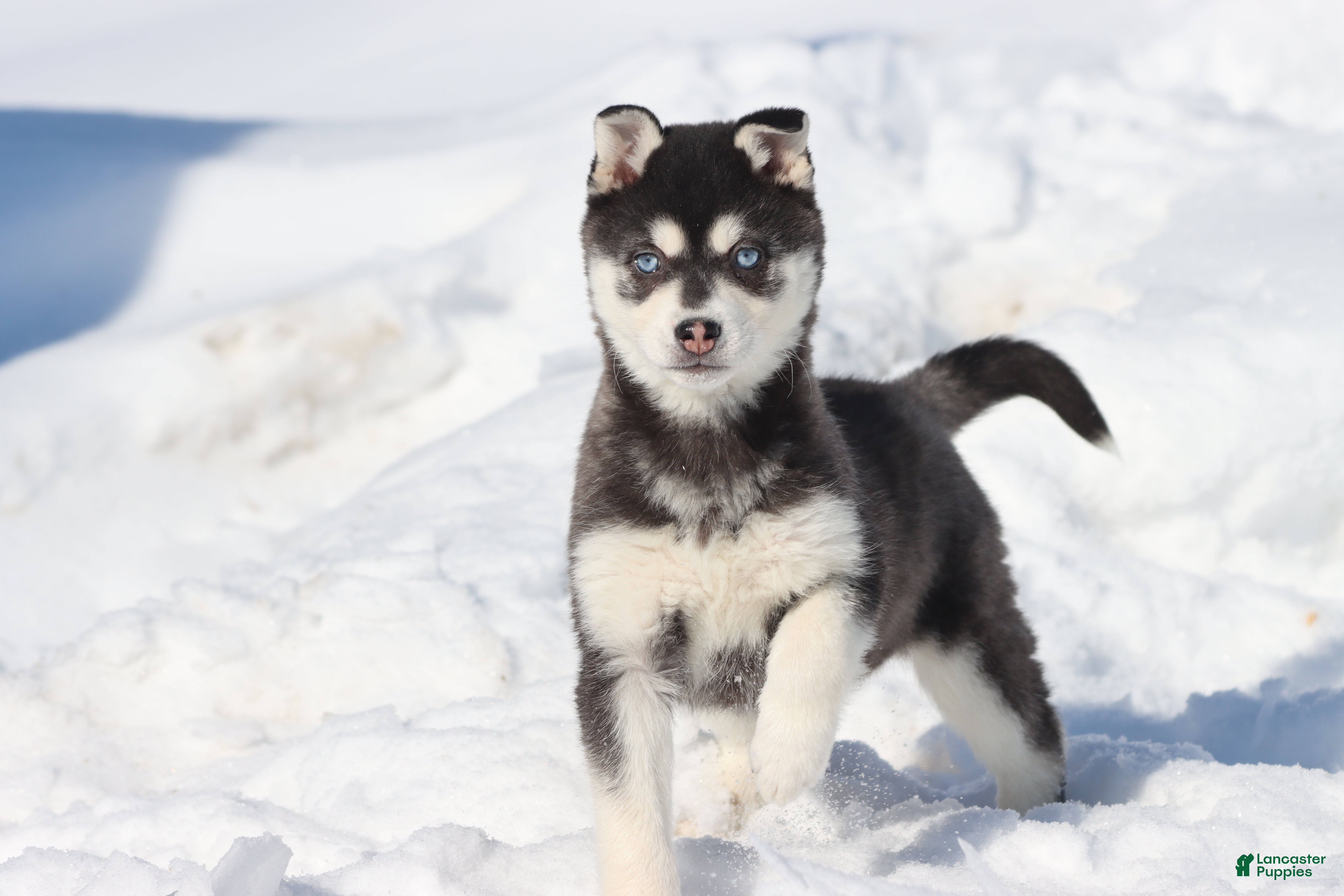 Alaskan Klee Kai dogs Elsa - Ad 13