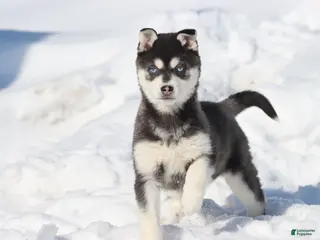 Alaskan Klee Kai dogs Elsa - Ad 13