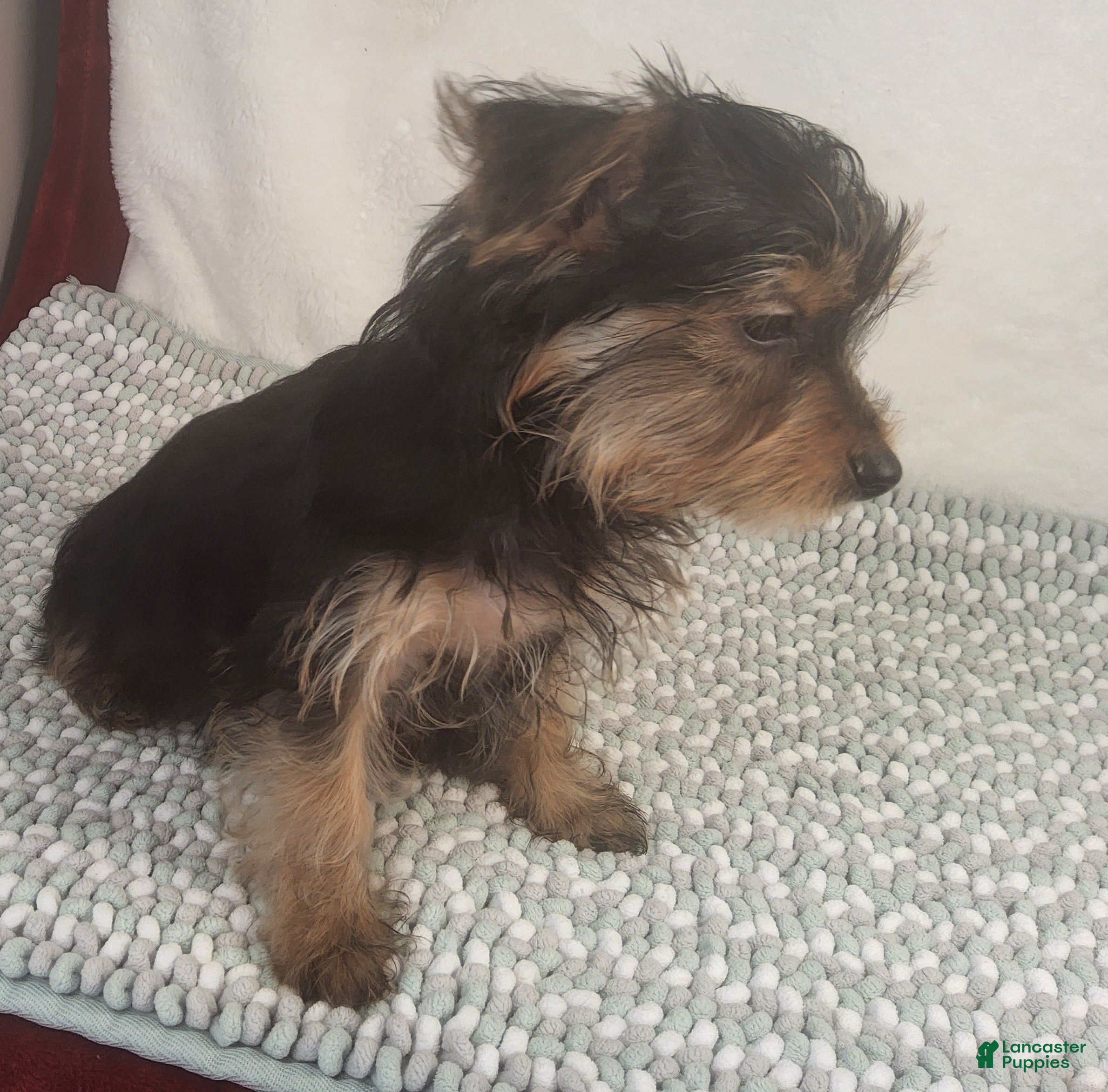 Yorkshire Terrier dogs Duramax Zidan - Ad 2