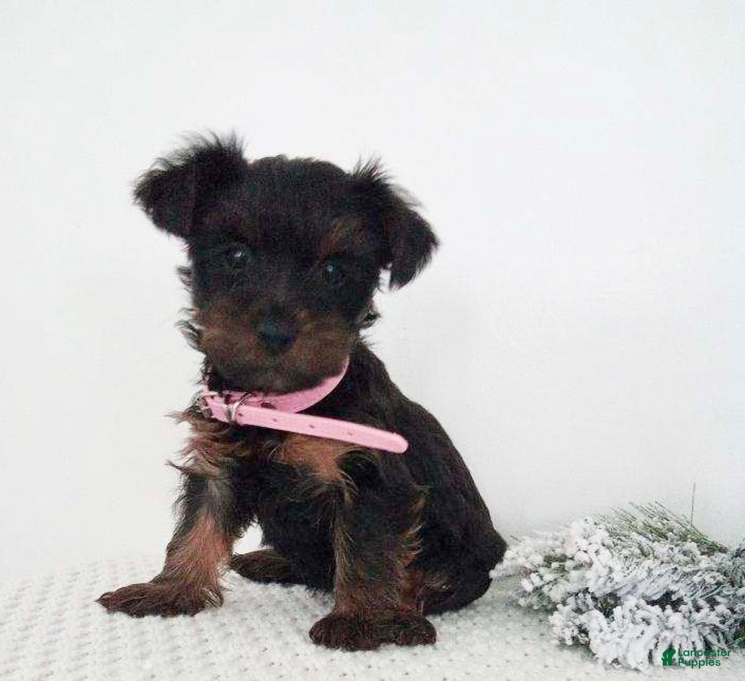 Yorkshire Terrier dogs for sale: Jerry - Ad 10