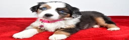 Miniature Australian Shepherd dogs for sale: Orlinda  - Ad 9