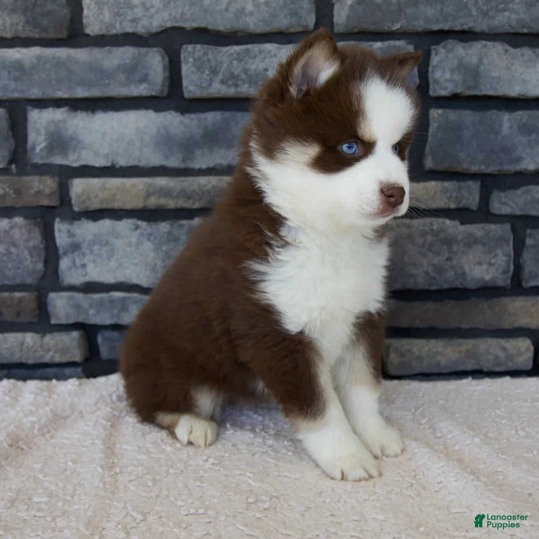 Pomsky dogs for sale: Flora - Ad 2
