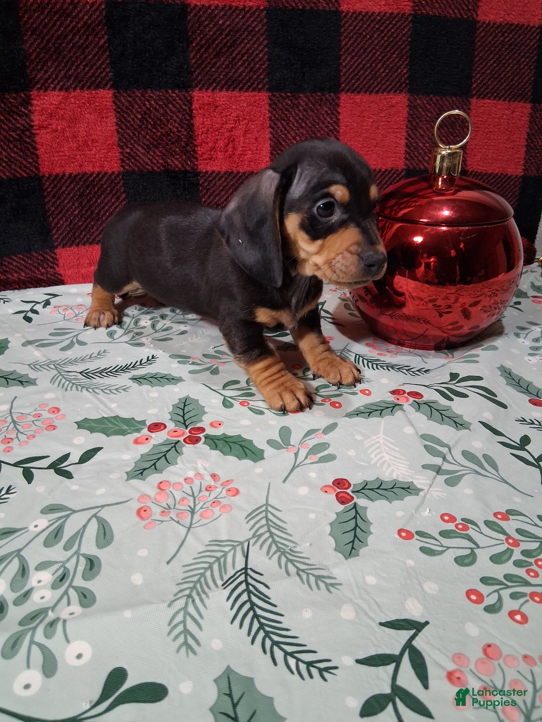 Miniature Dachshund dogs for sale: Milky Way - Ad 2