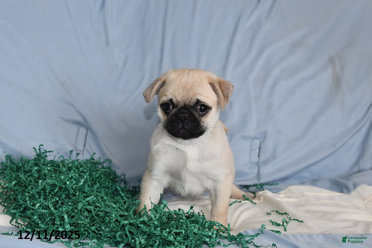 Pug dogs Elfie - Ad 30