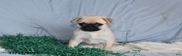 Pug dogs for sale: Elfie - Ad 1