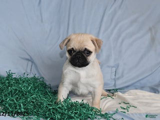 Pug dogs Elfie - Ad 40