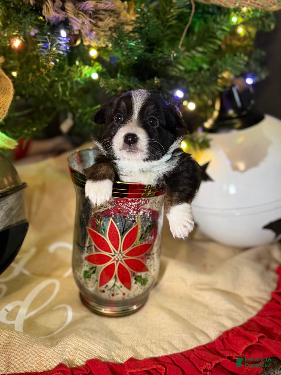Miniature Australian Shepherd dogs for sale: MINT - Ad 6