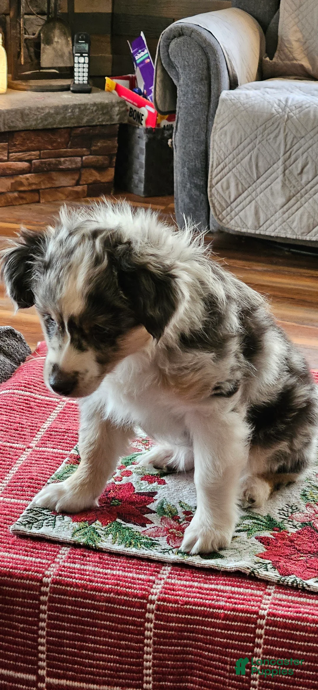 Miniature Australian Shepherd dogs for sale: Miniature Australian Shepherd Puppy 2 - Ad 2
