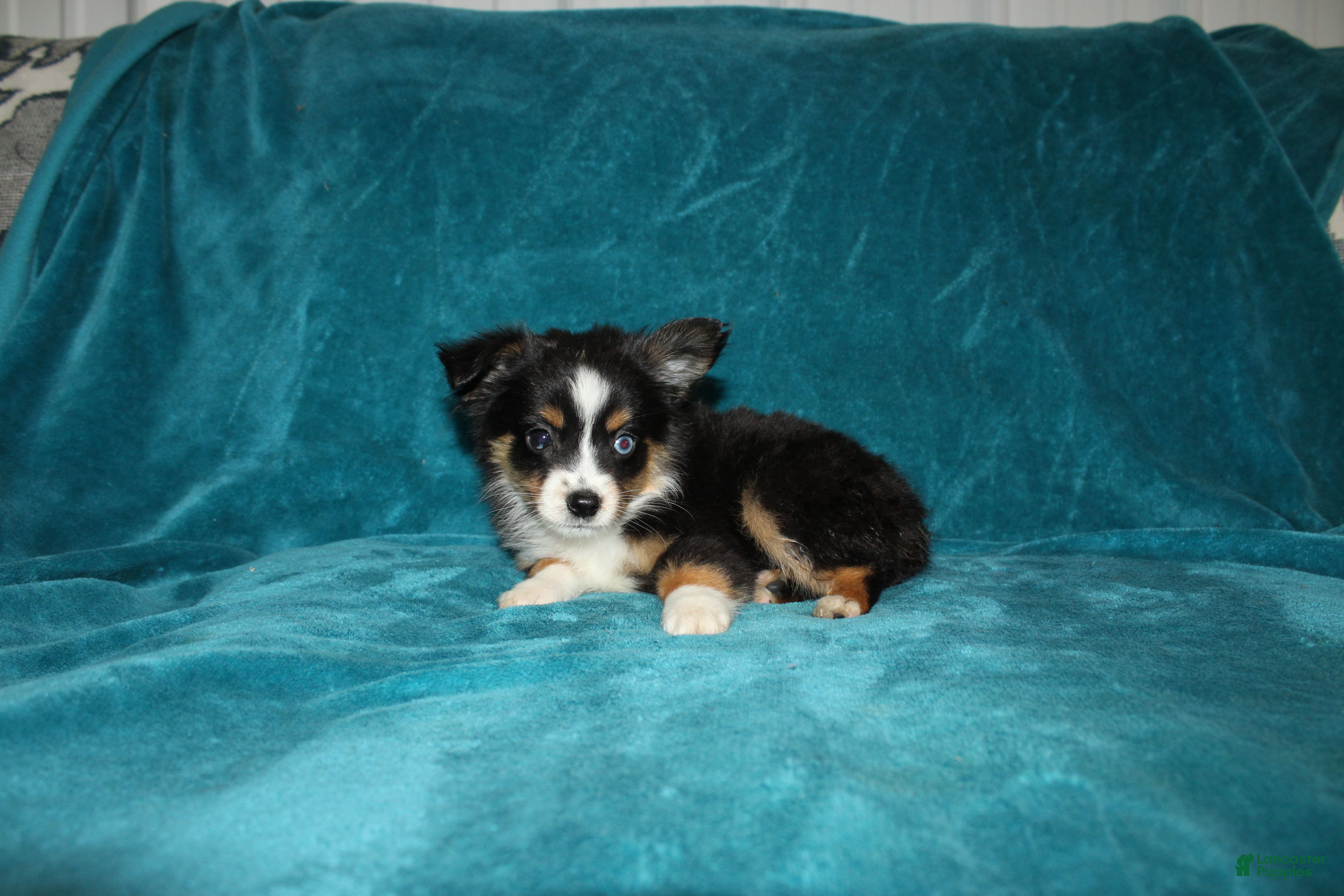 Miniature Australian Shepherd dogs for sale: Sparky - Ad 3