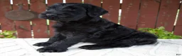 Giant Schnauzer dogs for sale: Tyler - Ad 3
