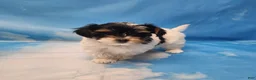Biewer Terrier dogs for sale: Lilibet - Ad 5