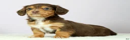 Miniature Dachshund dogs for sale: Lilly - Ad 3