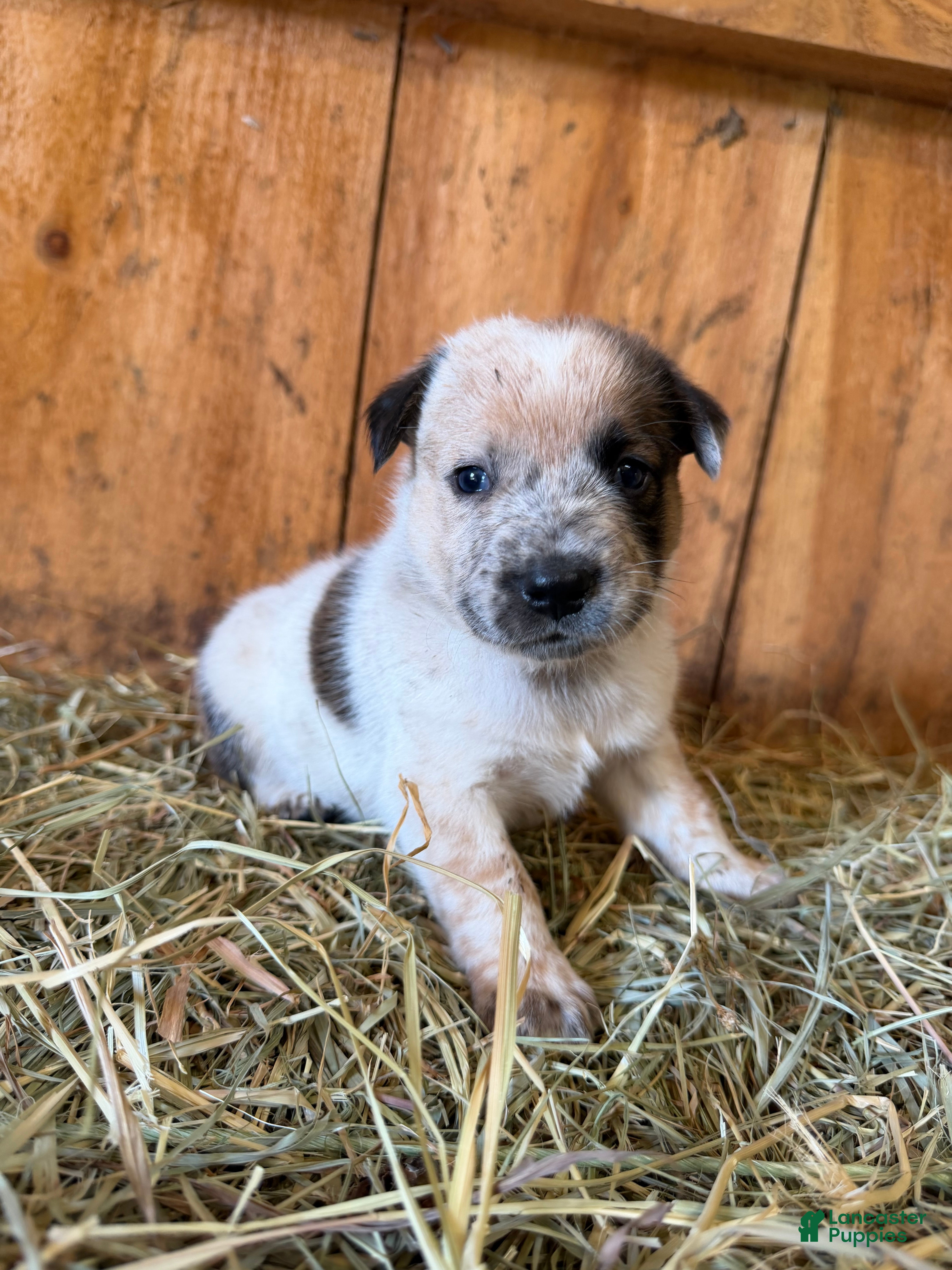 Mixed Breed dogs Asher - Ad 3