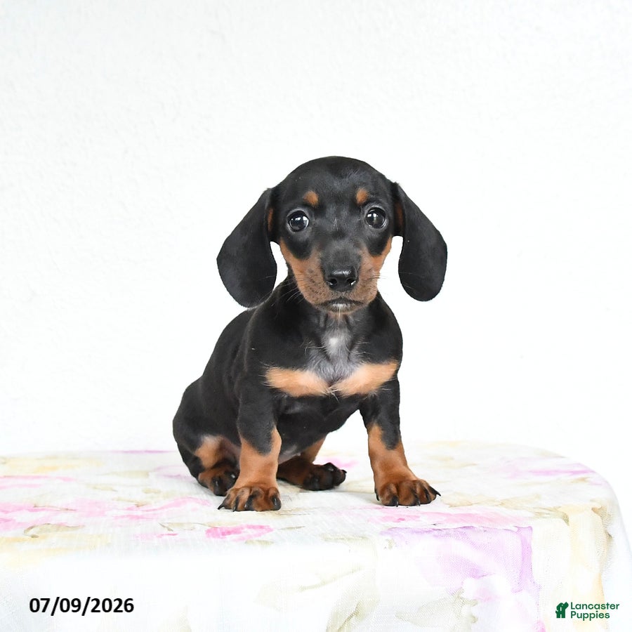 Miniature Dachshund dogs Roxie - Ad 1