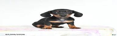Roxie
