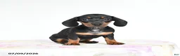 Miniature Dachshund dogs for sale: Roxie - Ad 1