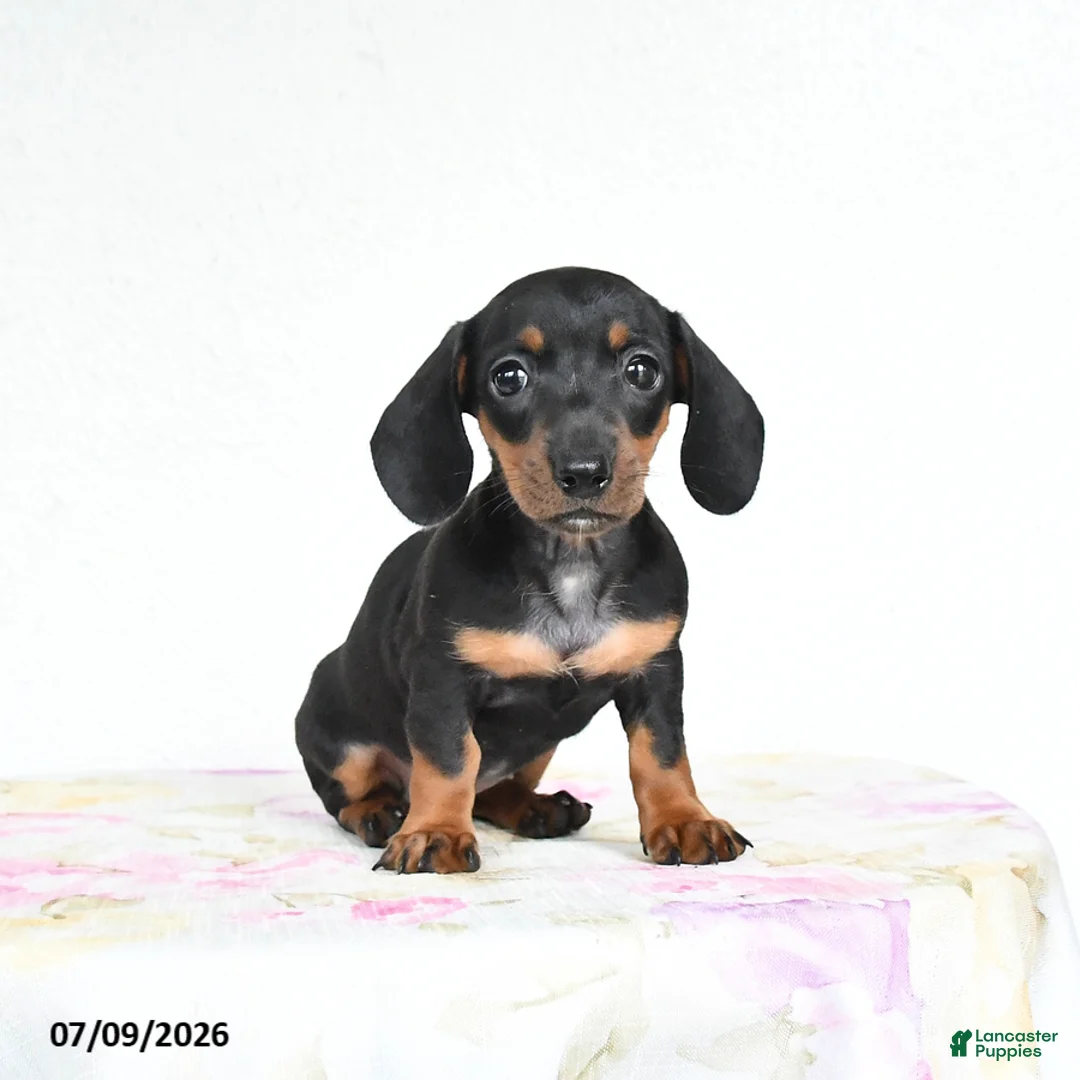 Miniature Dachshund dogs for sale: Roxie - Ad 1