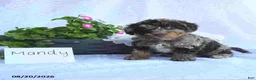 Toy Poodle dogs for sale: Mandy - Ad 5