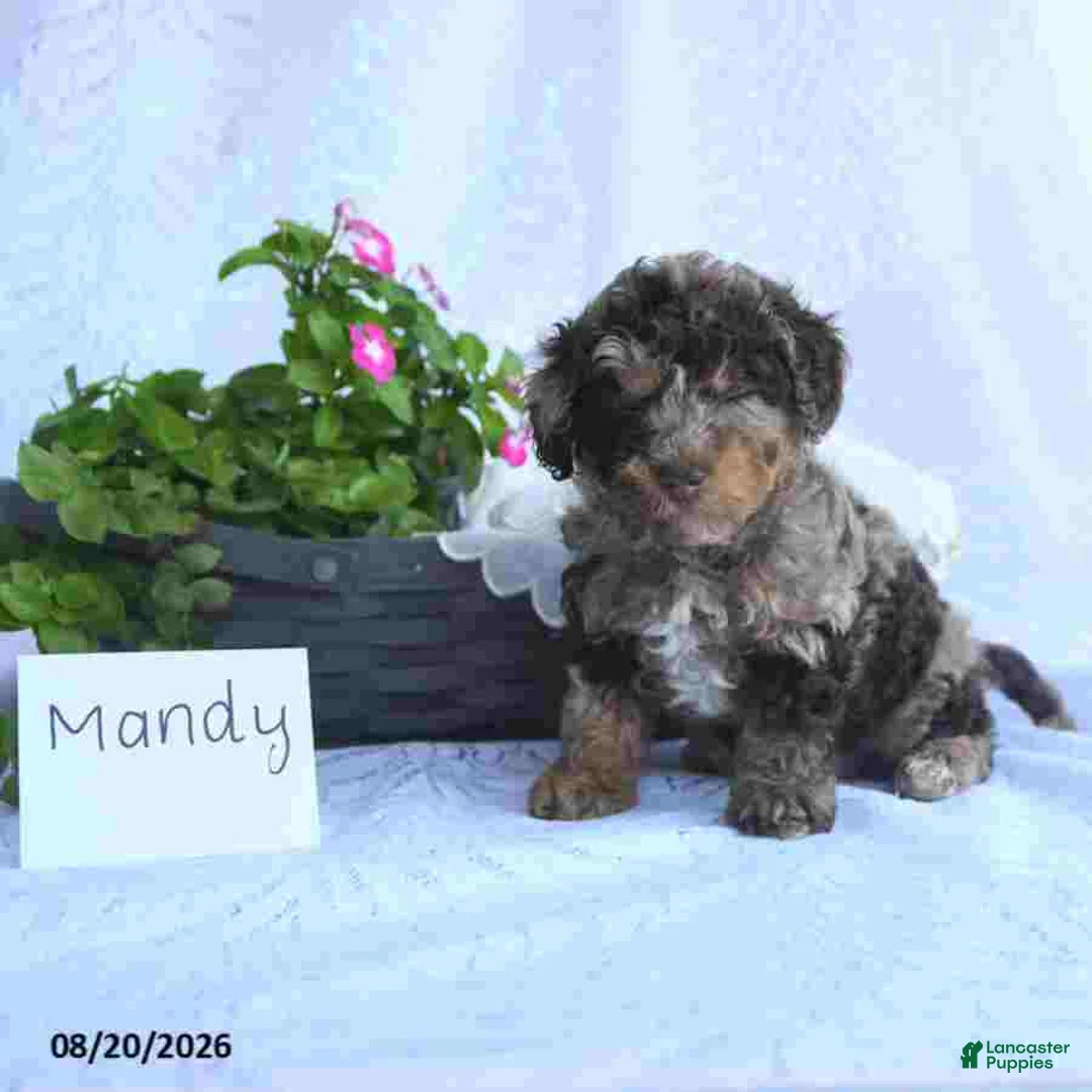 Toy Poodle dogs for sale: Mandy - Ad 5