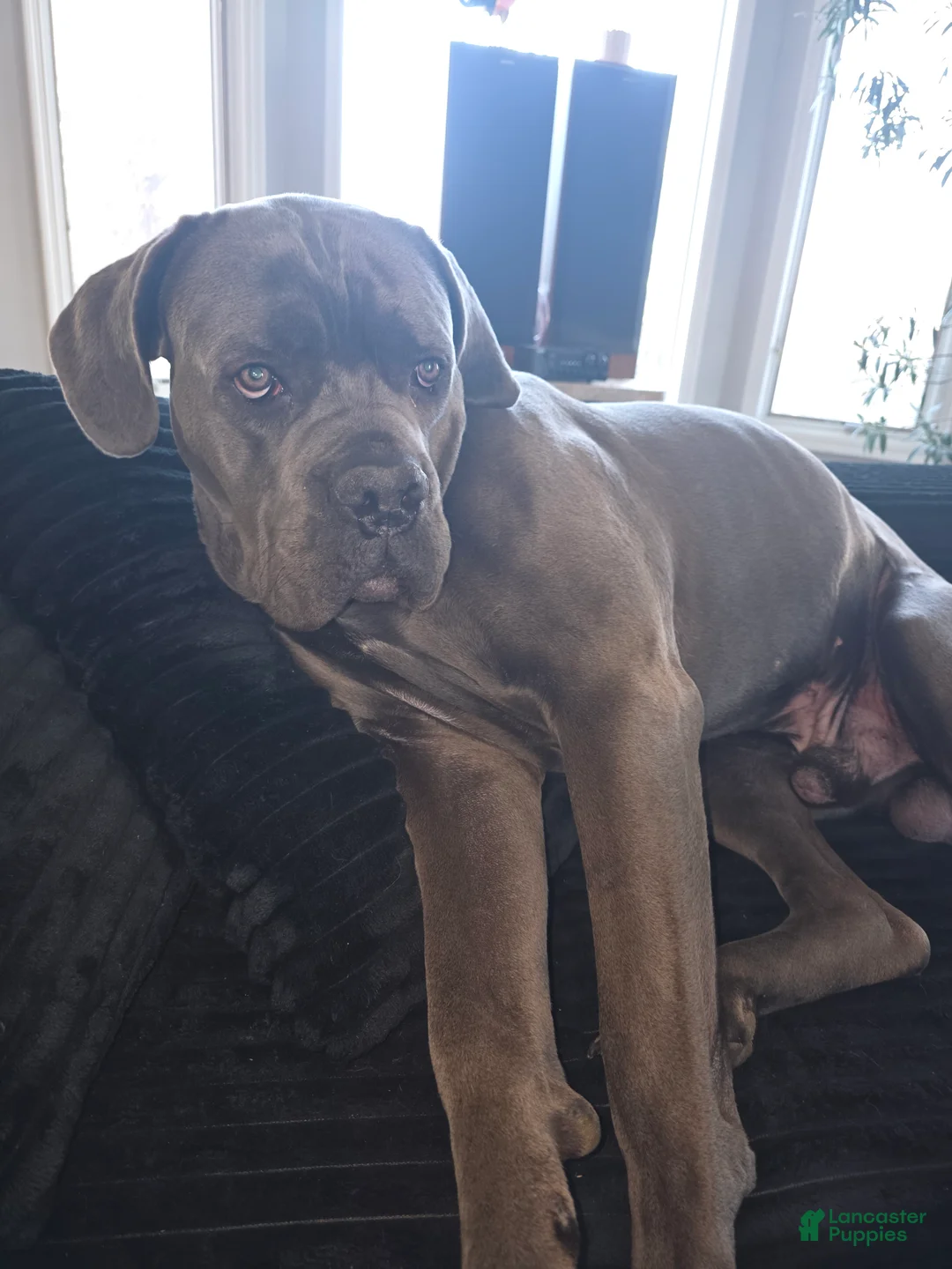 Cane Corso dogs for stud: Yanos - Ad 1