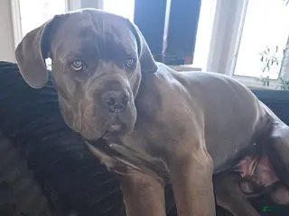 Cane Corso dogs Yanos - Ad 35