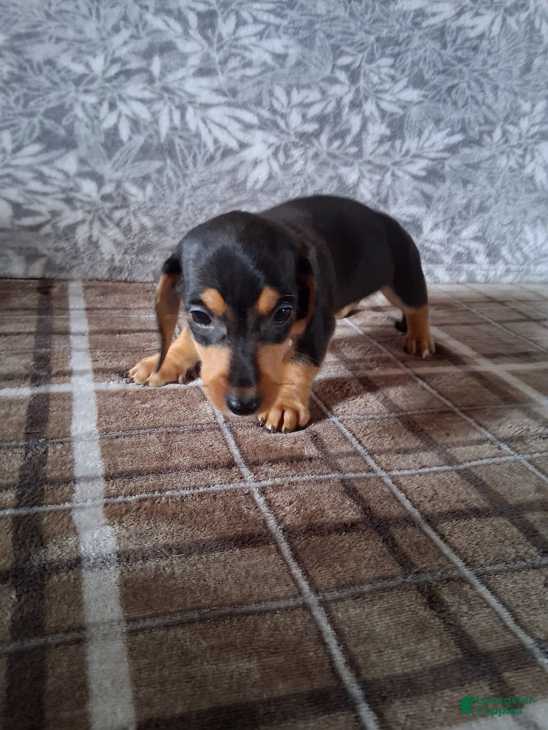 Miniature Dachshund dogs for sale: Grumpy - Ad 2