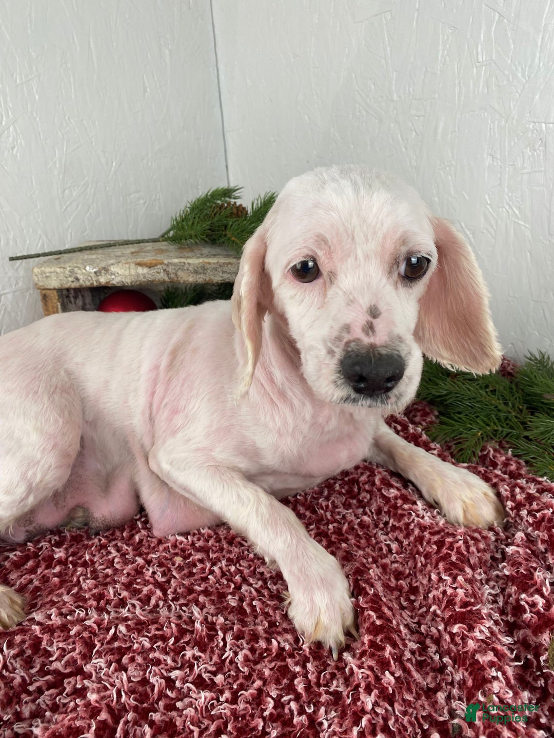 Cockapoo dogs for sale: Ace - Ad 16