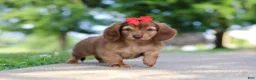 Miniature Dachshund dogs for sale: Sacajawea - Ad 4
