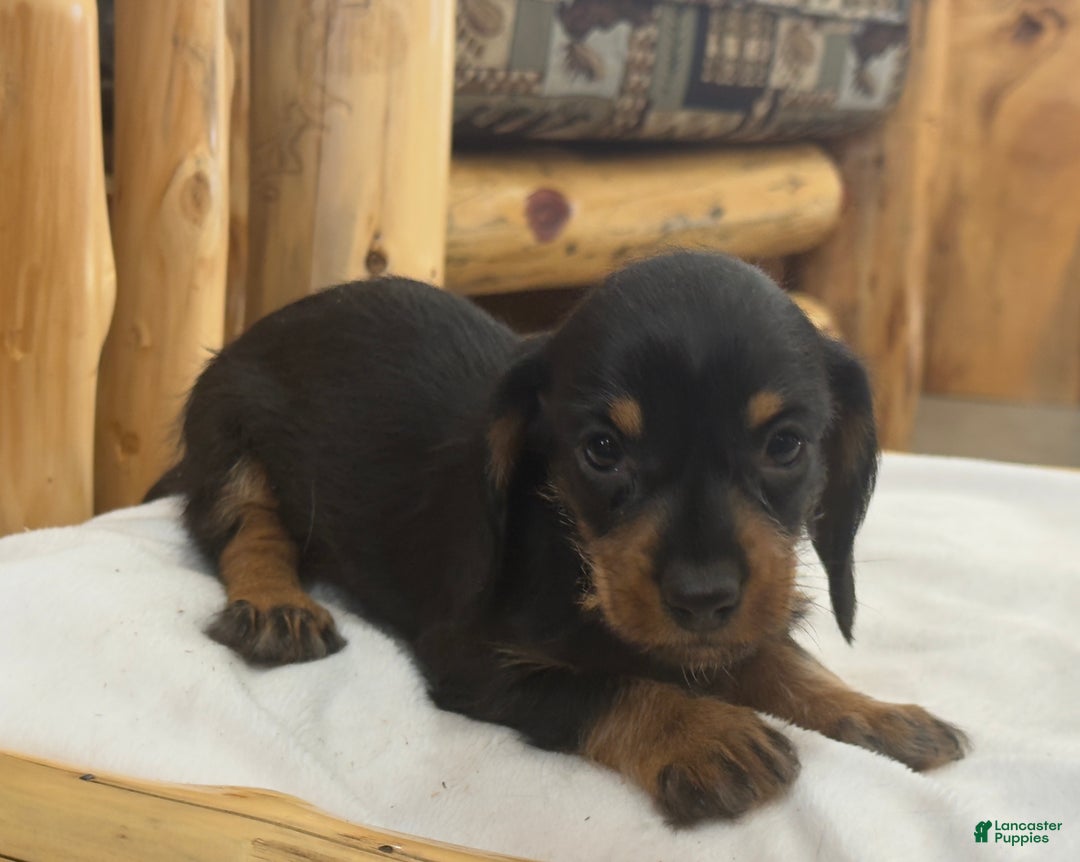 Miniature Dachshund dogs for sale: Poppy - Ad 2