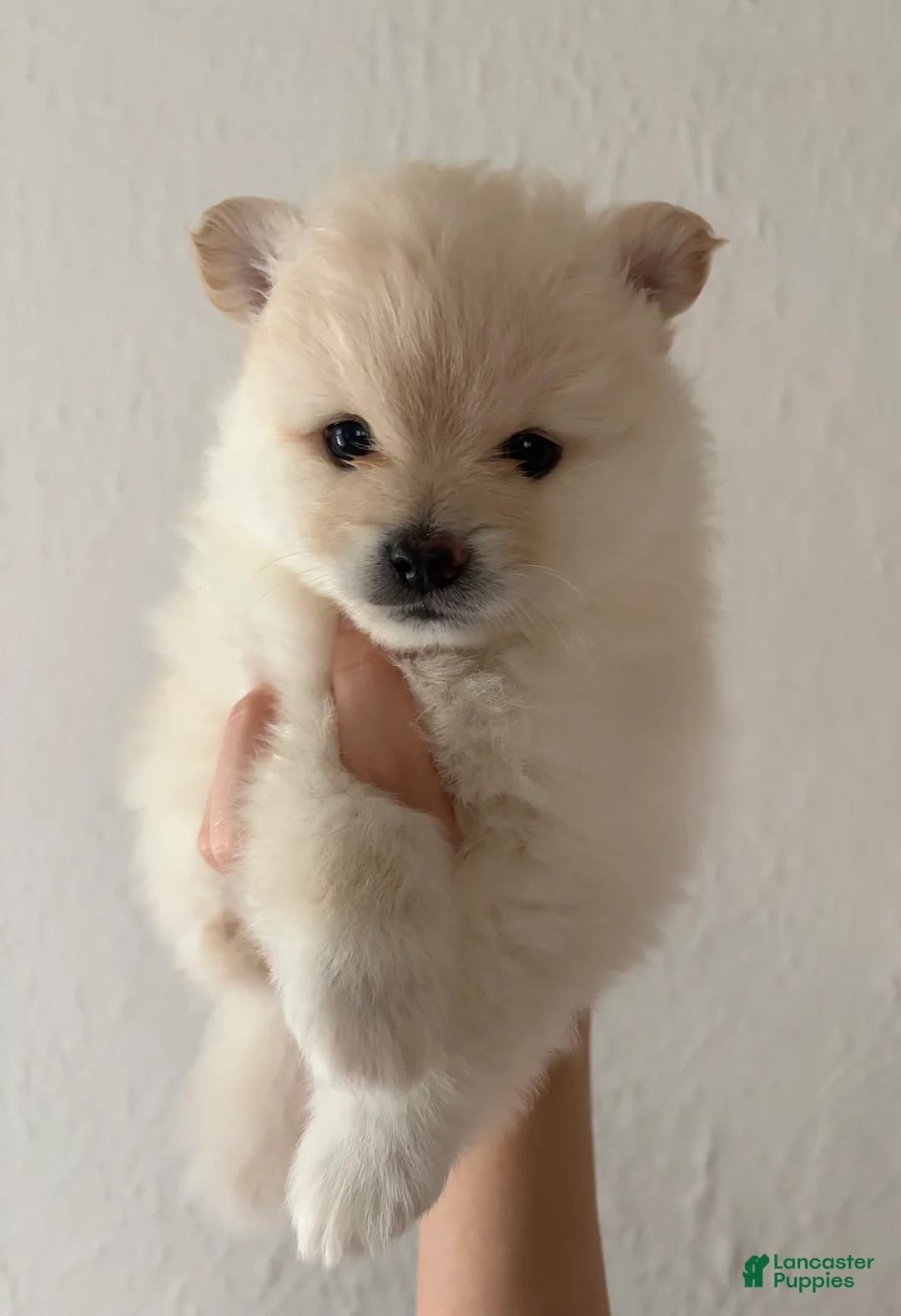 Pomeranian dogs for sale: Lurex  - Ad 2