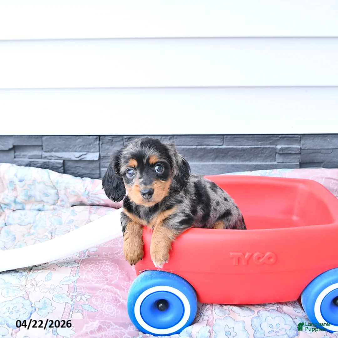 Miniature Dachshund dogs for sale: Gretel  - Ad 2