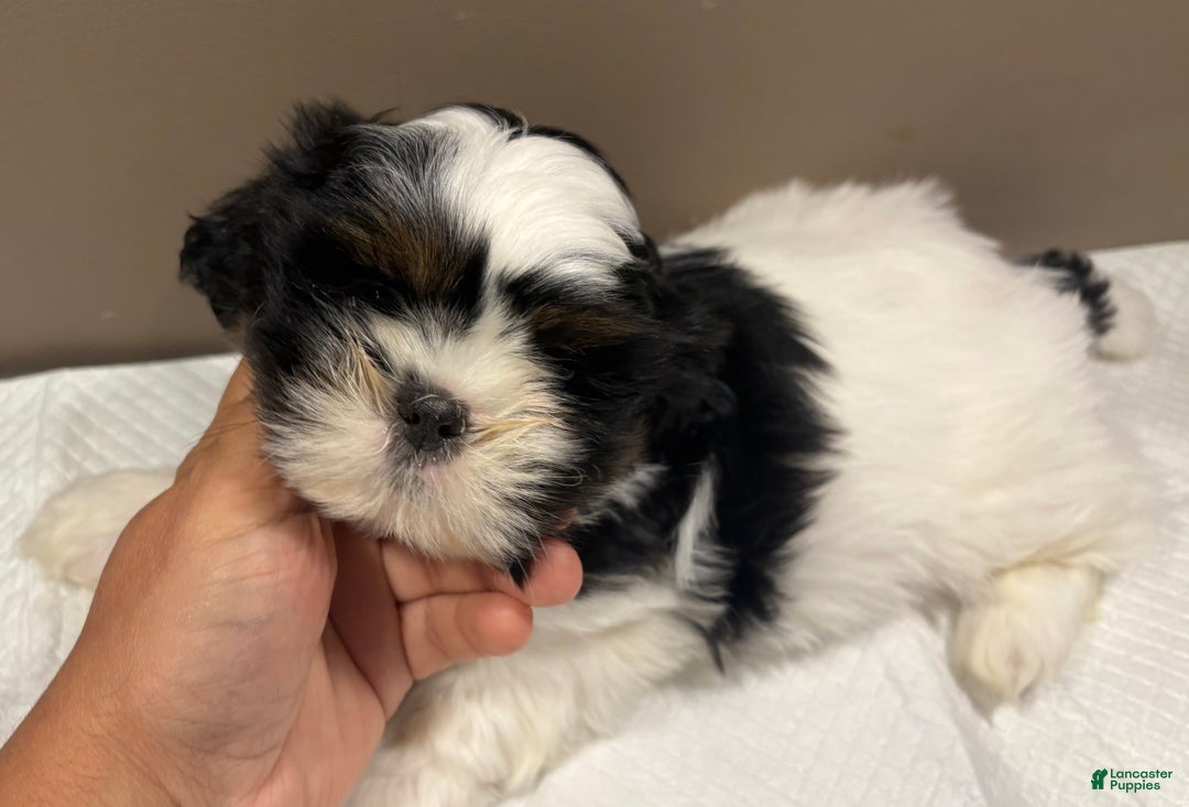 Shih Tzu dogs for sale: Shih Tzu Puppy 2 - Ad 1