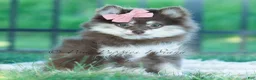 Pomeranian dogs for sale: Cocoa Candy  - Ad 4