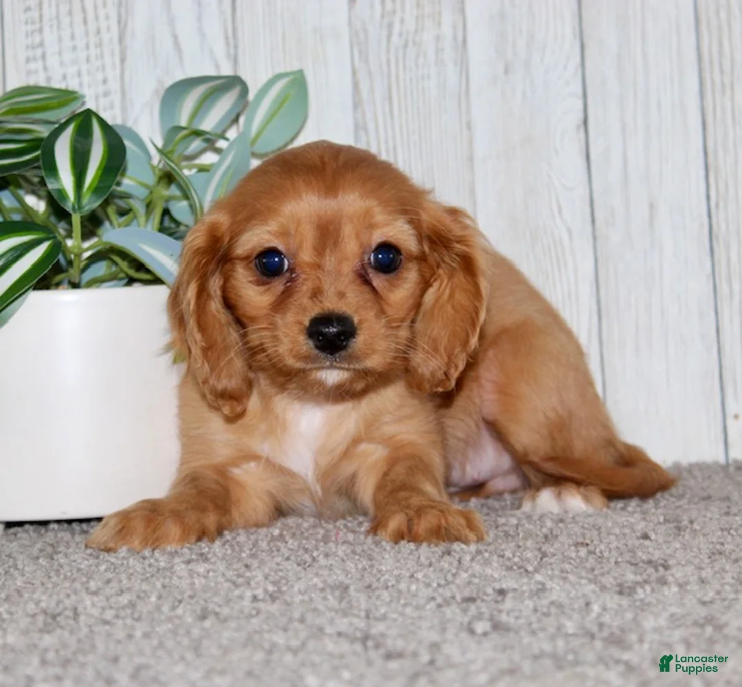 Cavapoo dogs for sale: Molly - Ad 2