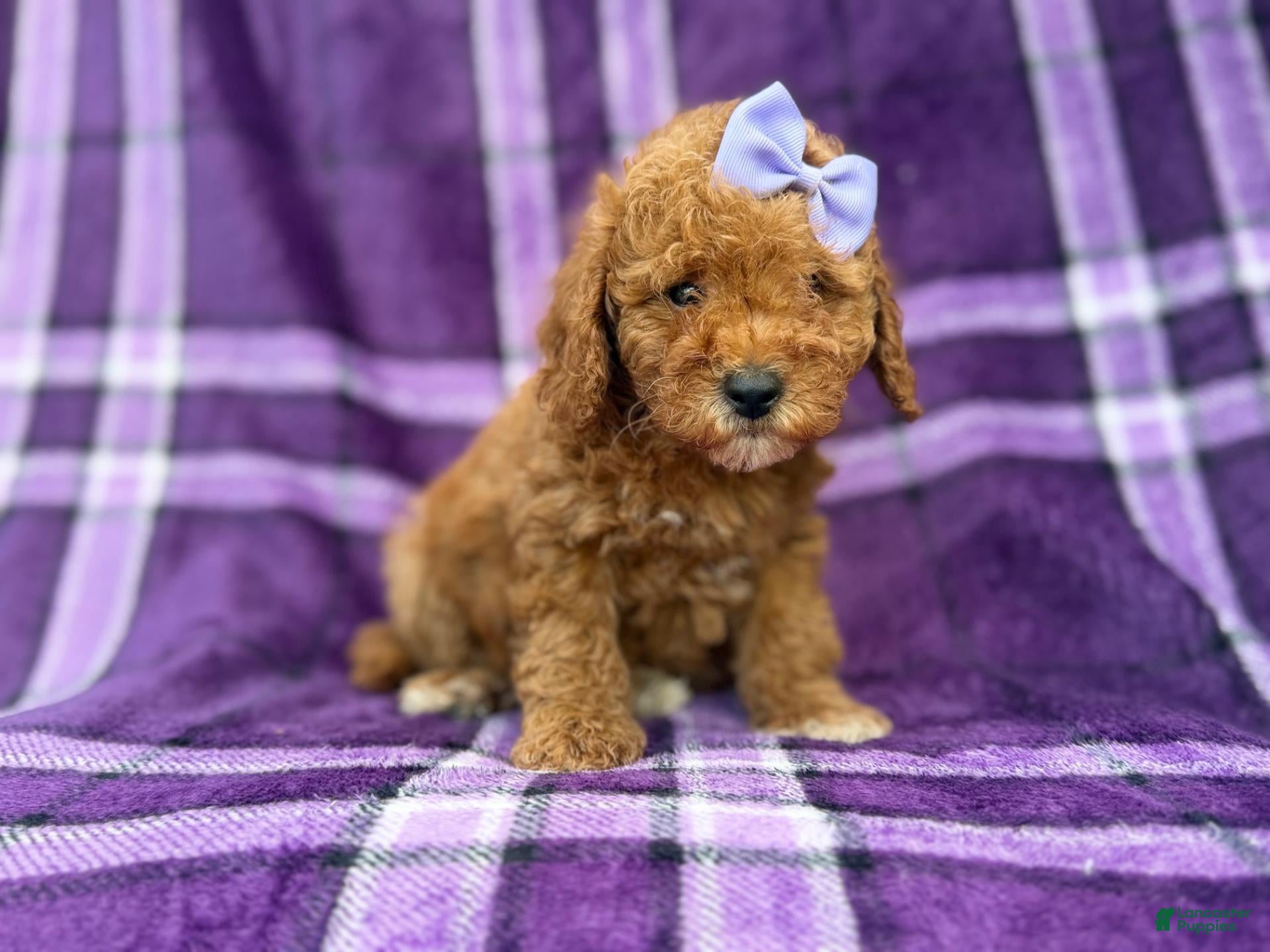Cavapoo dogs Agnes - Ad 1