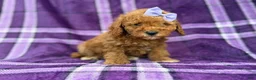Cavapoo dogs for sale: Agnes - Ad 1