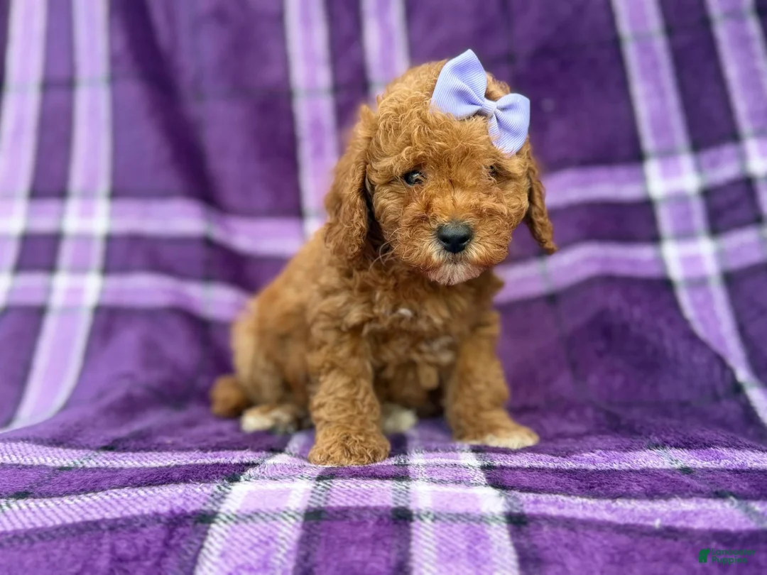 Cavapoo dogs for sale: Agnes - Ad 1