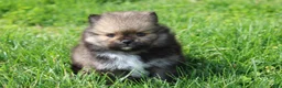 Pomeranian dogs for sale: Casper  - Ad 4