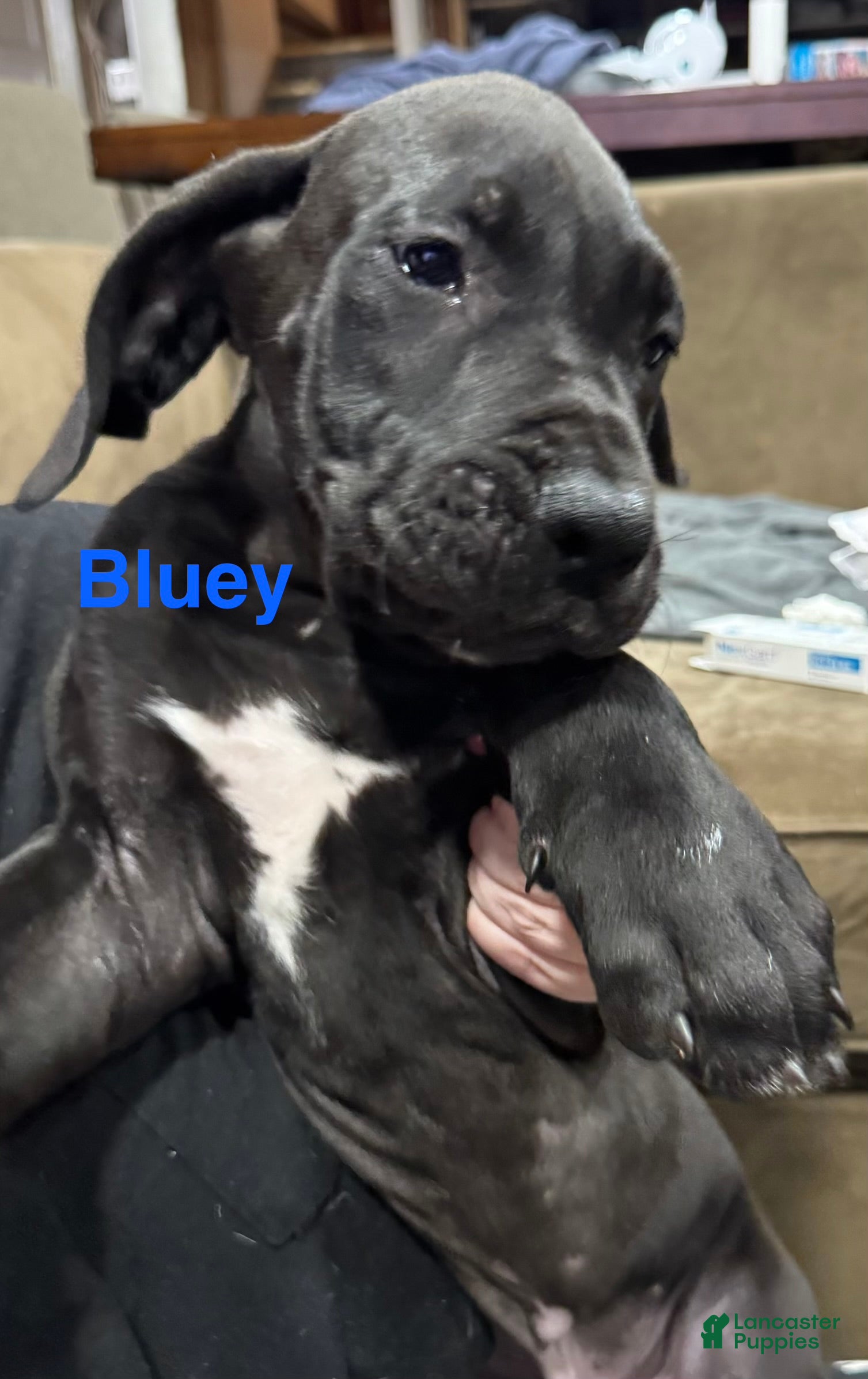 Great Dane dogs Bluey - Ad 41